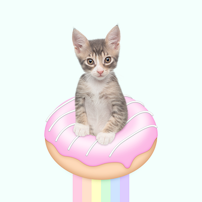 Doughnut kitten hotsell