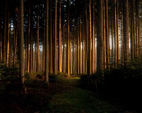Новый свет лесной
