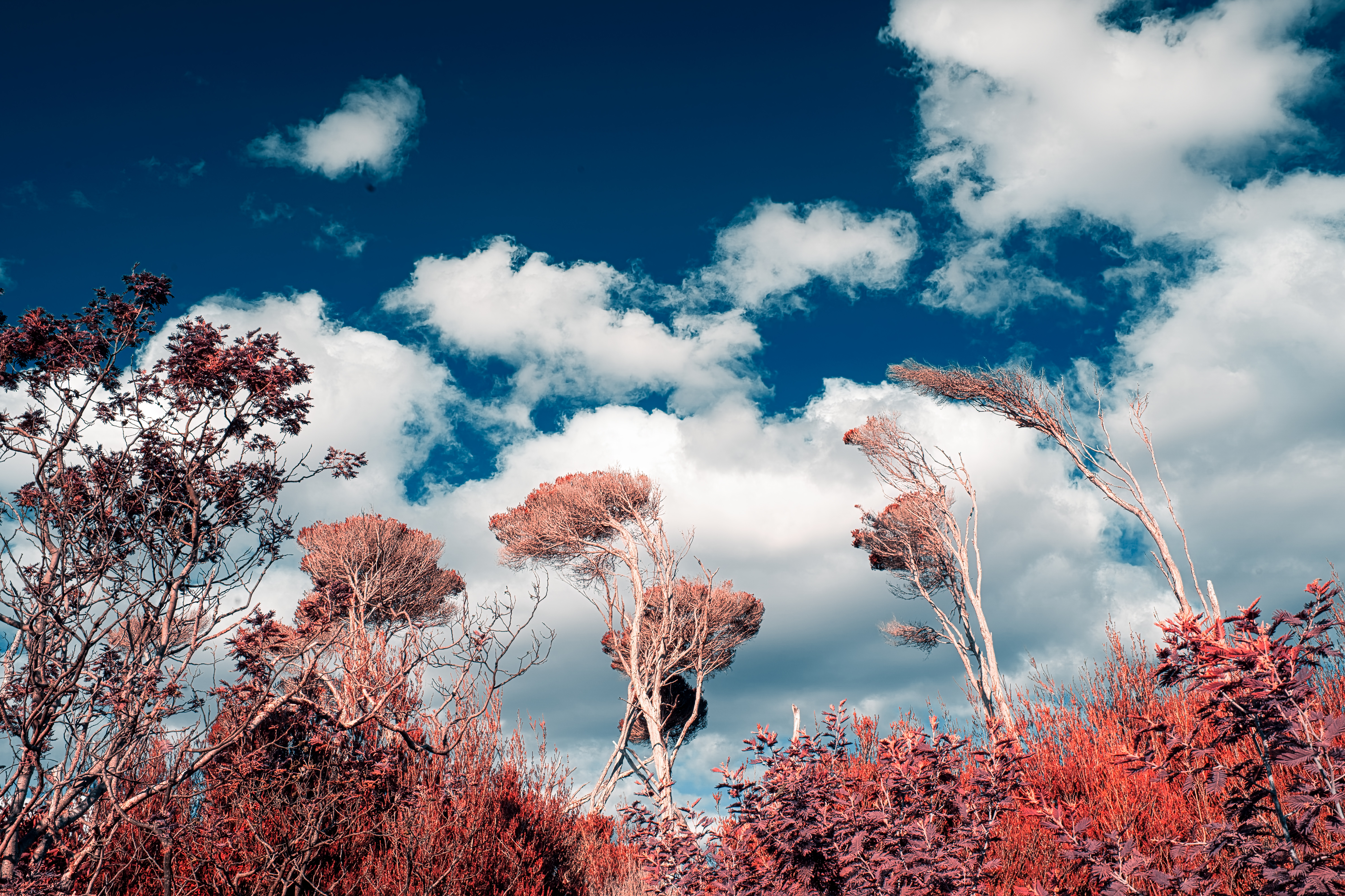Red Imaginarium